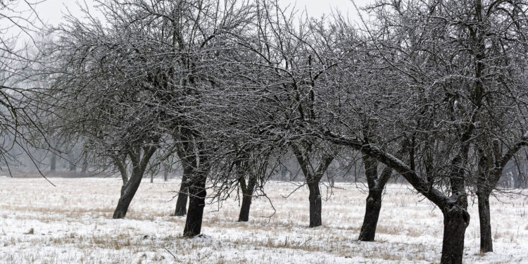 Trwa cięcie drzewek w sadzie w Dankowie Dużym - Radio Kielce