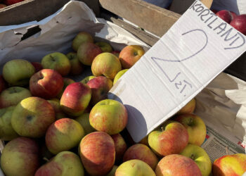 28.02.2023. Końskie. Targowisko w Końskich. Jabłka / Fot. Magdalena Galas-Klusek - Radio Kielce