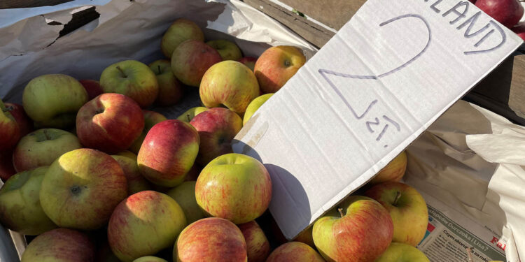 28.02.2023. Końskie. Targowisko w Końskich. Jabłka / Fot. Magdalena Galas-Klusek - Radio Kielce