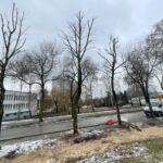 01.02.2023. Kielce. Przesadzanie drzew przy skrzyżowaniu ul. Karczówkowskiej i Jagiellońskiej / Fot. Paulina Michta - Radio Kielce
