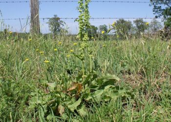 Sekrety ziół – szczaw kobylak - Radio Kielce