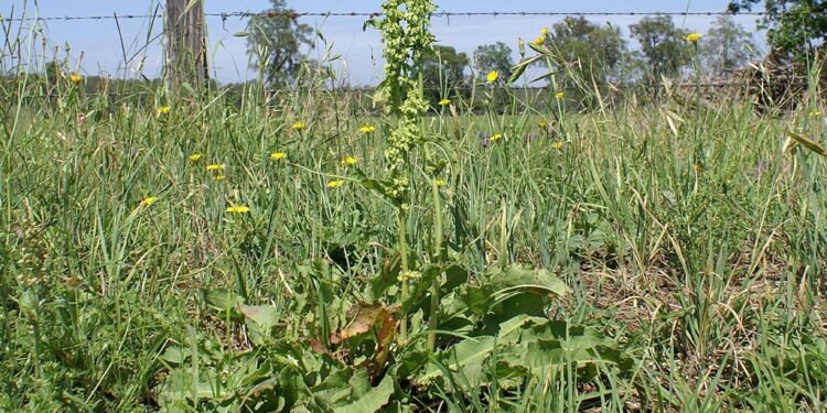 Sekrety ziół – szczaw kobylak - Radio Kielce