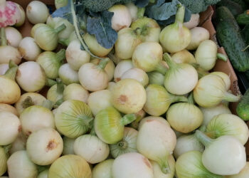 Dlaczego cebula jest taka droga? - Radio Kielce