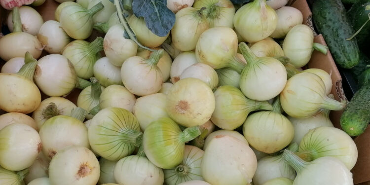 Dlaczego cebula jest taka droga? - Radio Kielce