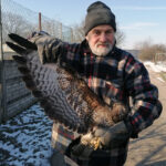 09.02.2023. Złota. Ptasi Azyl. Młoda samica myszołowa została po rekonwalescencji wypuszczona na wolność / Fot. Marta Gajda-Kruk – Radio Kielce