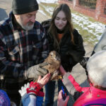 09.02.2023. Złota. Ptasi Azyl. Młoda samica myszołowa została po rekonwalescencji wypuszczona na wolność / Fot. Marta Gajda-Kruk – Radio Kielce