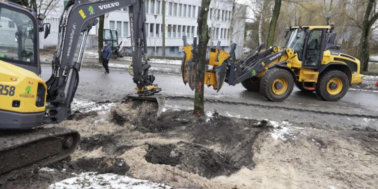 01.02.2023. Kielce. Przesadzanie drzew przy skrzyżowaniu ul. Karczówkowskiej i Jagiellońskiej / Fot. Jarosław Kubalski - Radio Kielce