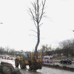 01.02.2023. Kielce. Przesadzanie drzew przy skrzyżowaniu ul. Karczówkowskiej i Jagiellońskiej / Fot. Jarosław Kubalski - Radio Kielce