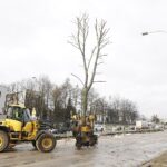01.02.2023. Kielce. Przesadzanie drzew przy skrzyżowaniu ul. Karczówkowskiej i Jagiellońskiej / Fot. Jarosław Kubalski - Radio Kielce