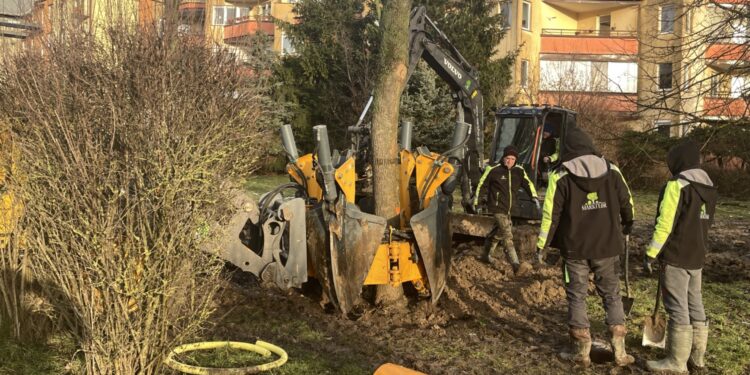 01.02.2023. Kielce. Przesadzanie drzew przy skrzyżowaniu ul. Karczówkowskiej i Jagiellońskiej / Fot. Jarosław Kubalski - Radio Kielce