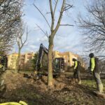 01.02.2023. Kielce. Przesadzanie drzew przy skrzyżowaniu ul. Karczówkowskiej i Jagiellońskiej / Fot. Jarosław Kubalski - Radio Kielce