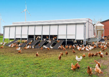 Mobilne kurniki. Nowoczesne i ekologiczne rozwiązanie - Radio Kielce