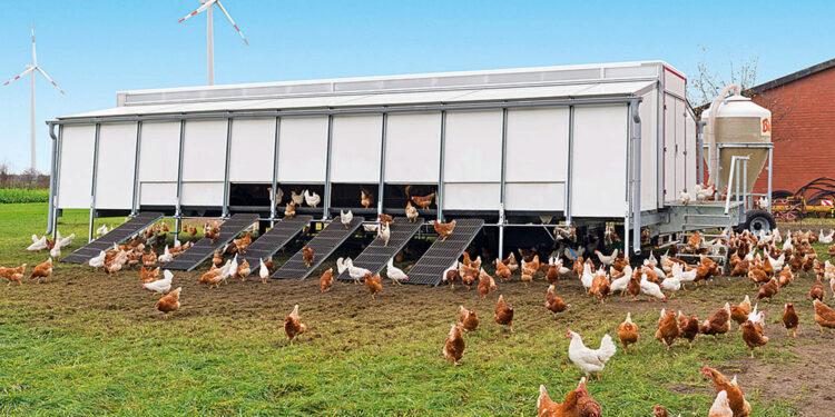 Mobilne kurniki. Nowoczesne i ekologiczne rozwiązanie - Radio Kielce