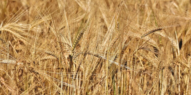 Zaczęły się „małe żniwa” - Radio Kielce Zaczęły się „małe żniwa” - Radio Kielce