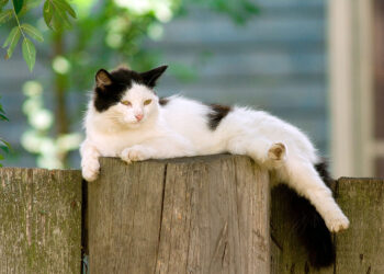 Jak żyje wiejski kot? W Dniu Kota warto pomyśleć o jego losie - Radio Kielce