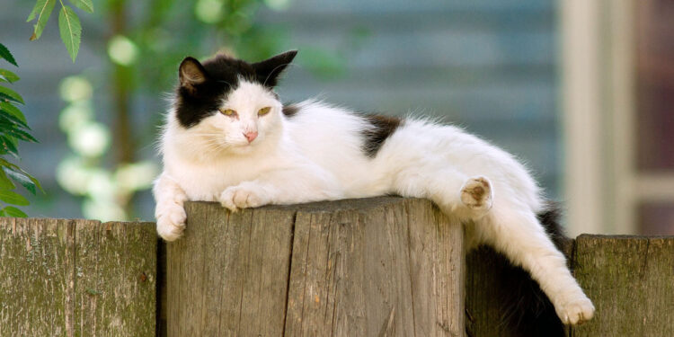 Jak żyje wiejski kot? W Dniu Kota warto pomyśleć o jego losie - Radio Kielce