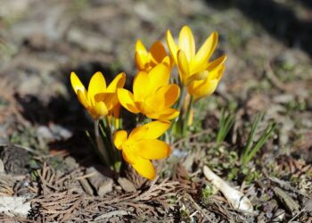 Ludowe przysłowia o marcu - Radio Kielce