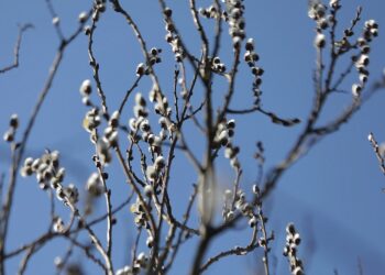 Wiosna na niebie, w kalendarzu i na polu - Radio Kielce