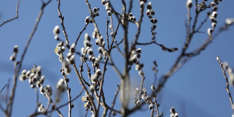 Wiosna na niebie, w kalendarzu i na polu - Radio Kielce