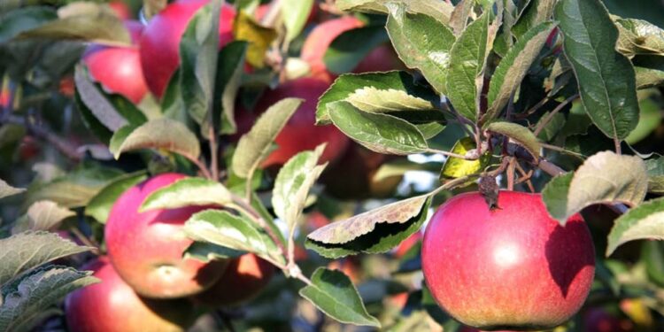 Stare odmiany drzew owocowych pod szczególną ochroną - Radio Kielce