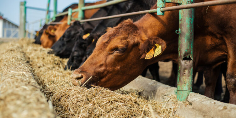 W Polsce nie ma jeszcze pryszczycy - Radio Kielce