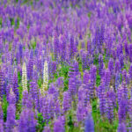 Łubin / Fot. Pixabay