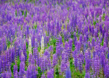 Łubin / Fot. Pixabay