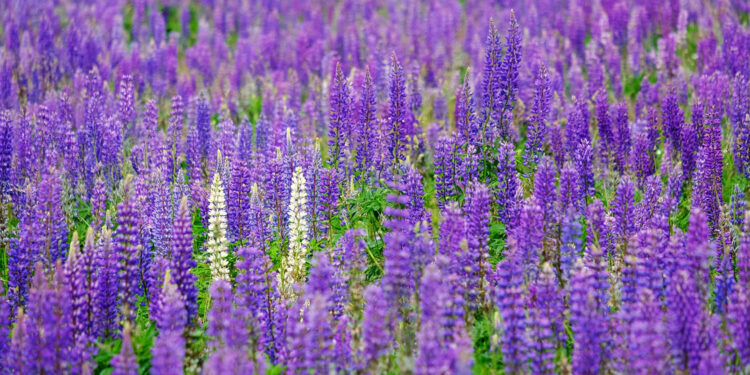 Łubin / Fot. Pixabay