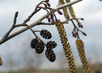 Kwitnie czarna olcha – roślina, która jest w przyrodzie budzikiem - Radio Kielce