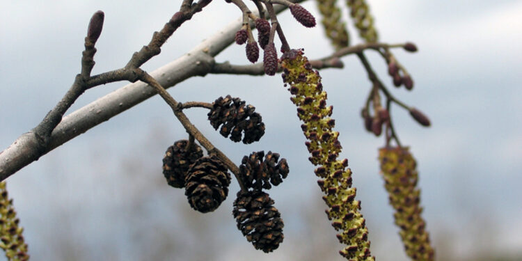 Kwitnie czarna olcha – roślina, która jest w przyrodzie budzikiem - Radio Kielce