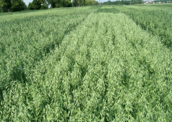 Owies – zboże cenne dla zdrowia - Radio Kielce