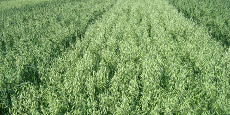 Owies – zboże cenne dla zdrowia - Radio Kielce