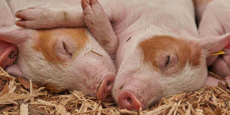 Ostatnie dni na wnioski o inwestycje zapobiegające zniszczeniu potencjału produkcji rolnej - Radio Kielce