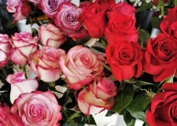 Kwiaty na Walentynki jadą do nas z całego świata - Radio Kielce