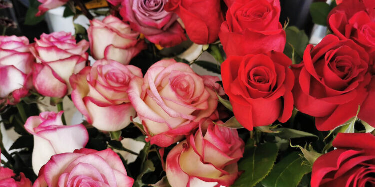 Kwiaty na Walentynki jadą do nas z całego świata - Radio Kielce