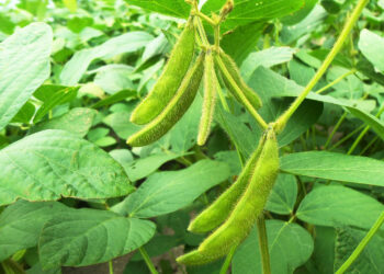 Późne odmiany soi zalecane do uprawy w Świętokrzyskiem - Radio Kielce