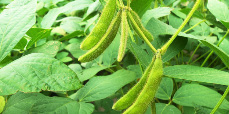 Późne odmiany soi zalecane do uprawy w Świętokrzyskiem - Radio Kielce