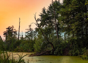 Mokradła ratują przyrodę - Radio Kielce