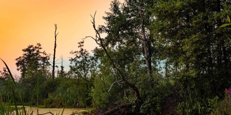 Mokradła ratują przyrodę - Radio Kielce