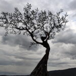 Muzyczne podróże. Z Florencji do Rawenny [ZDJĘCIA] - Radio Kielce