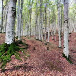 Muzyczne podróże. Z Florencji do Rawenny [ZDJĘCIA] - Radio Kielce