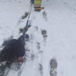 12.03.2023. Skarżysko-Kamienna. Strażacy transportują bobra w okolice rzeki / źródło: kpt. Paweł Gałązka - KP PSP w Skarżysku-Kamiennej