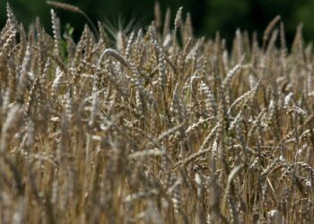 600 mln zł na dopłaty do sprzedaży zbóż. Ile rolnicy otrzymają za tonę? - Radio Kielce