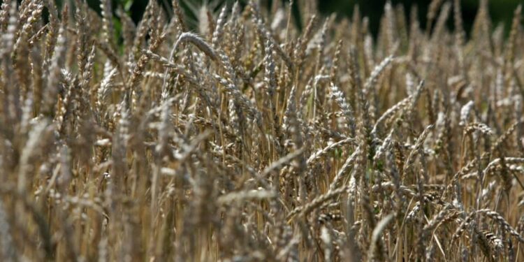 600 mln zł na dopłaty do sprzedaży zbóż. Ile rolnicy otrzymają za tonę? - Radio Kielce