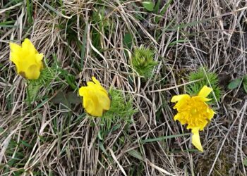 Miłek wiosenny – rzadka roślina pod ochroną rozkwita na Ponidziu - Radio Kielce