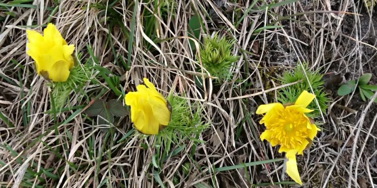 Miłek wiosenny – rzadka roślina pod ochroną rozkwita na Ponidziu - Radio Kielce