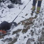 12.03.2023. Skarżysko-Kamienna. Strażacy transportują bobra w okolice rzeki / źródło: kpt. Paweł Gałązka - KP PSP w Skarżysku-Kamiennej