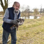 22.03.2023. Mstyczów. Myszołów, bocian i trzy jeże po rekonwalescencji wśród ludzi zostały dziś wypuszczone na wolność / Fot. Magdalena Galas-Klusek - Radio Kielce