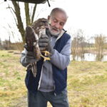 22.03.2023. Mstyczów. Myszołów, bocian i trzy jeże po rekonwalescencji wśród ludzi zostały dziś wypuszczone na wolność / Fot. Magdalena Galas-Klusek - Radio Kielce