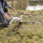 22.03.2023. Mstyczów. Myszołów, bocian i trzy jeże po rekonwalescencji wśród ludzi zostały dziś wypuszczone na wolność / Fot. Magdalena Galas-Klusek - Radio Kielce